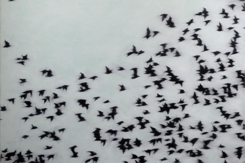 08510 swarm