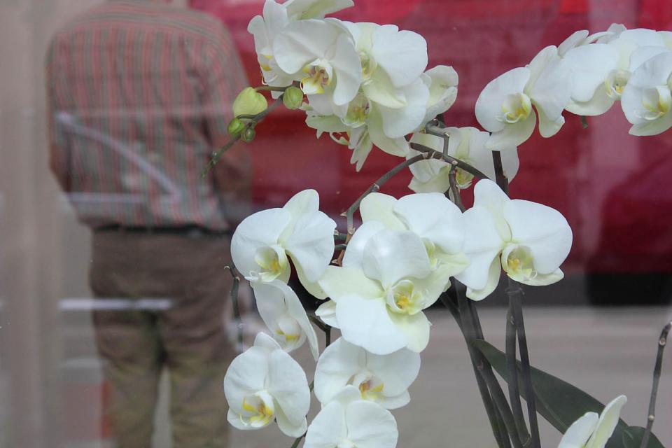 Orchidee